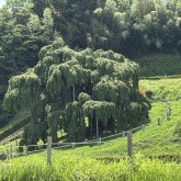 img_49152